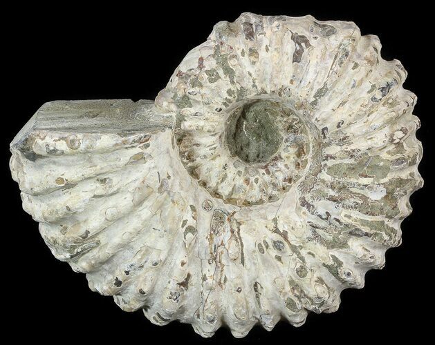 Bumpy Douvilleiceras Ammonite - Madagascar #53321